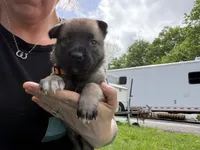 Light Orange Male, a male Belgian Malinois for sale in North Brookfield, MA – 3 of 10