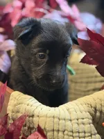 Mint Collar Male, a male Belgian Shepherd Dog for sale in North Brookfield, MA – 3 of 4