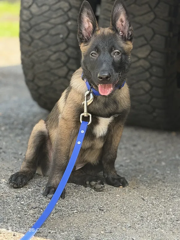 Atlas - Royal Collar  – Belgian Malinois puppy for sale in North Brookfield, MA