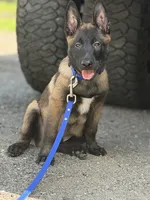 Atlas - Royal Collar , a male Belgian Malinois for sale in North Brookfield, MA – 1 of 9