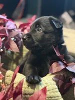 Maroon Collar Male, a male Belgian Shepherd Dog for sale in North Brookfield, MA – 6 of 6
