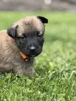Light Orange Male, a male Belgian Malinois for sale in North Brookfield, MA – 6 of 10