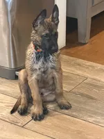 Orange Male, a male Belgian Malinois for sale in North Brookfield, MA – 1 of 4