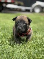 Red Collar Male, a male Belgian Malinois for sale in North Brookfield, MA – 3 of 9
