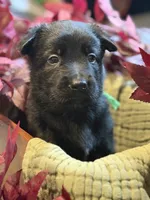 Mint Collar Male, a male Belgian Shepherd Dog for sale in North Brookfield, MA – 2 of 4