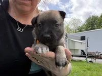 Light Orange Male, a male Belgian Malinois for sale in North Brookfield, MA – 4 of 10