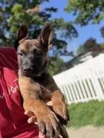 Orange Male, a male Belgian Malinois for sale in North Brookfield, MA – 3 of 4