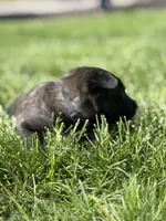 Black Collar Female, a female Belgian Malinois for sale in North Brookfield, MA – 10 of 10
