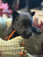 Orange Blue Male, a male Belgian Shepherd Dog for sale in North Brookfield, MA – 3 of 4