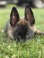 Atlas - Royal Collar , a male Belgian Malinois for sale in North Brookfield, MA – 2 of 9