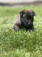 Royal Blue Male, a male Belgian Malinois for sale in North Brookfield, MA – 7 of 9