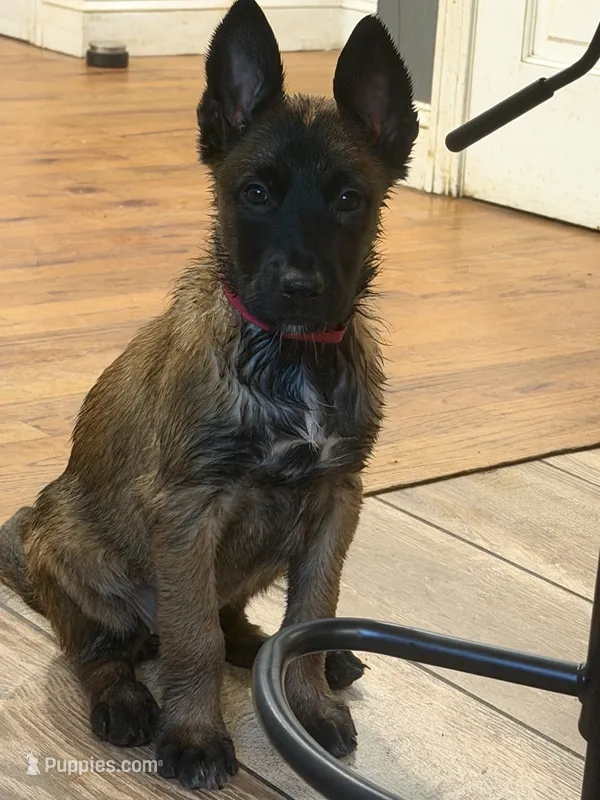 Pink Collar - Female – Belgian Malinois puppy for sale in North Brookfield, MA