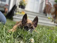 Bruce — Orange Male, a male Belgian Malinois for sale in North Brookfield, MA – 2 of 8
