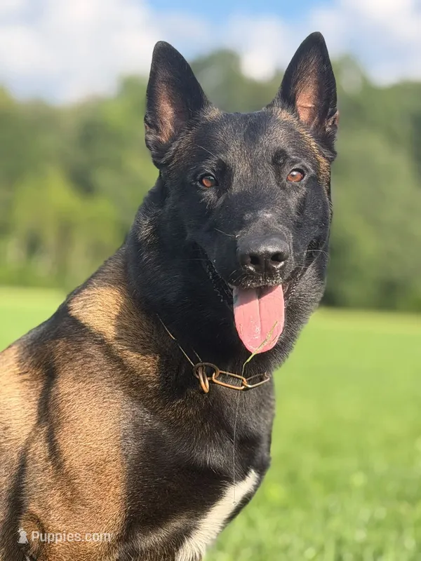 Green Collar Male – Belgian Malinois puppy for sale in North Brookfield, MA