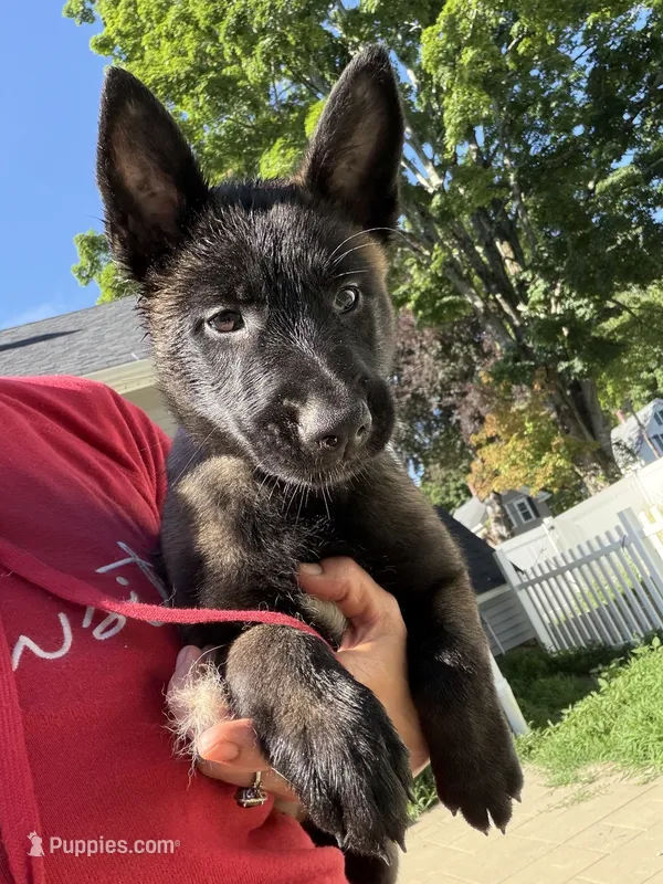 Black Collar Female – Belgian Malinois puppy for sale in North Brookfield, MA