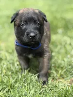 Royal Blue Male, a male Belgian Malinois for sale in North Brookfield, MA – 1 of 9