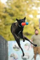 Mint Collar Male, a male Belgian Shepherd Dog for sale in North Brookfield, MA – 4 of 4