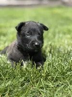 Black Collar Female, a female Belgian Malinois for sale in North Brookfield, MA – 6 of 10