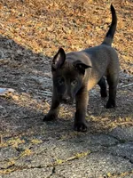 Teal Collar Male, a male Belgian Malinois for sale in North Brookfield, MA – Photo 5 of 7