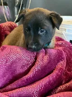 Teal Collar Male, a male Belgian Malinois for sale in North Brookfield, MA – Photo 4 of 7