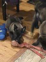 Teal Collar Male, a male Belgian Malinois for sale in North Brookfield, MA – Photo 6 of 7