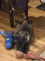 Teal Collar Male, a male Belgian Malinois for sale in North Brookfield, MA – Photo 7 of 7