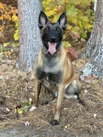Teal Collar Male, a male Belgian Malinois for sale in North Brookfield, MA – Photo 3 of 7