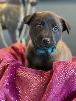 Teal Collar Male, a male Belgian Malinois for sale in North Brookfield, MA – Photo 2 of 7