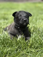 Black Collar Female, a female Belgian Malinois for sale in North Brookfield, MA – 8 of 10