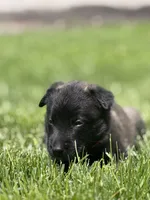 Dark Orange Female, a female Belgian Malinois for sale in North Brookfield, MA – 7 of 8