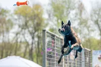 Purple Collar Male, a male Belgian Malinois for sale in North Brookfield, MA – 2 of 7
