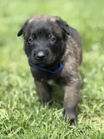 Royal Blue Male, a male Belgian Malinois for sale in North Brookfield, MA – 6 of 9