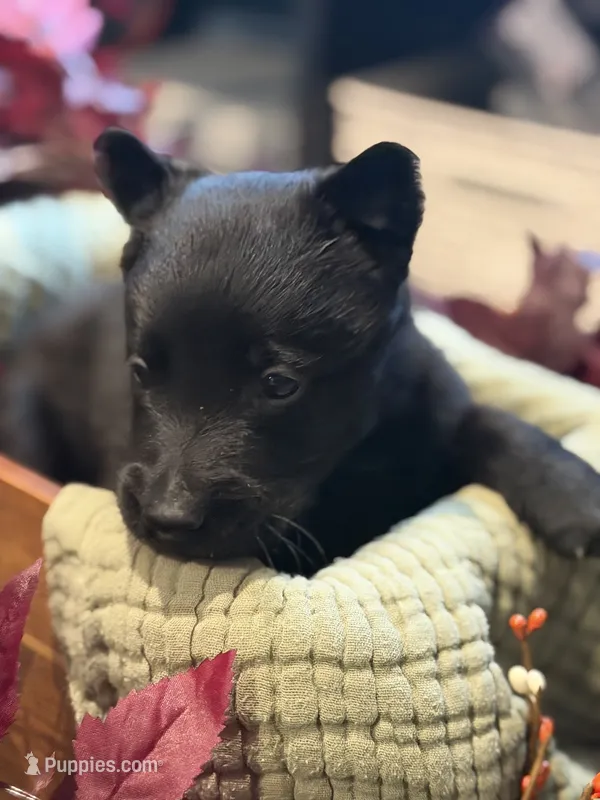 Orange Blue Male – Belgian Shepherd Dog puppy for sale in North Brookfield, MA