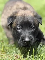 Royal Blue Male, a male Belgian Malinois for sale in North Brookfield, MA – 5 of 9