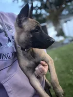 Lavender Collar Female, a female Belgian Malinois for sale in North Brookfield, MA – 5 of 5