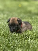 Red Collar Male, a male Belgian Malinois for sale in North Brookfield, MA – 7 of 9
