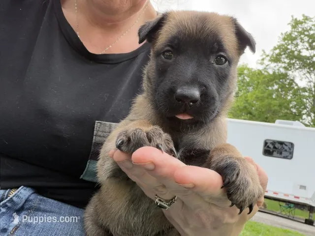 Lavender Collar Female – Belgian Malinois puppy for sale in North Brookfield, MA
