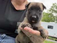 Lavender Collar Female, a female Belgian Malinois for sale in North Brookfield, MA – 1 of 8