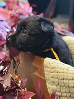Yellow Collar Female, a female Belgian Shepherd Dog for sale in North Brookfield, MA – 3 of 5