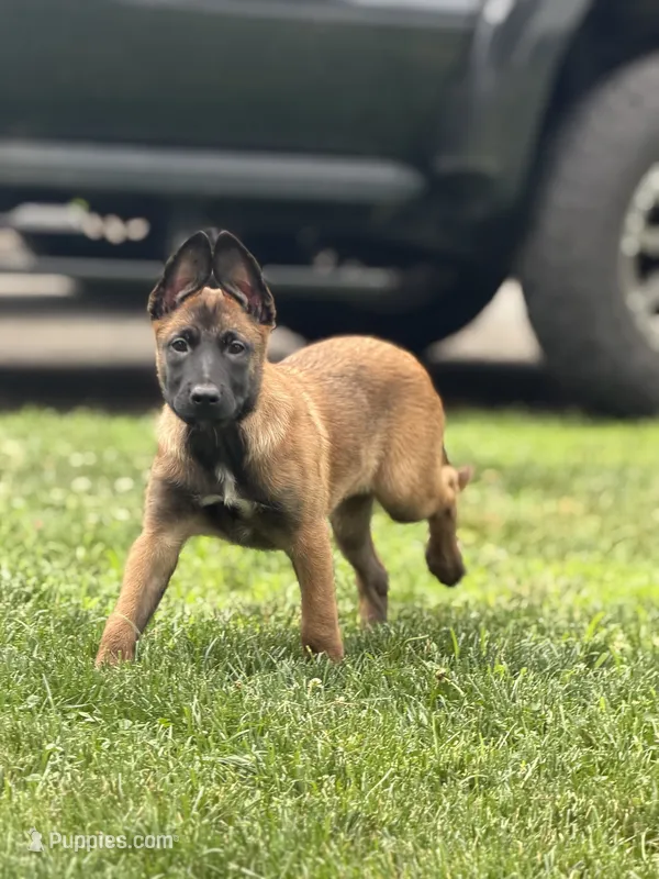 Pink Collar - Female – Belgian Malinois puppy for sale in North Brookfield, MA