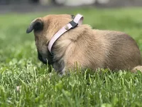 Lavender Collar Female, a female Belgian Malinois for sale in North Brookfield, MA – 8 of 8