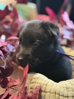 Purple Collar Female, a female Belgian Shepherd Dog for sale in North Brookfield, MA – 2 of 3
