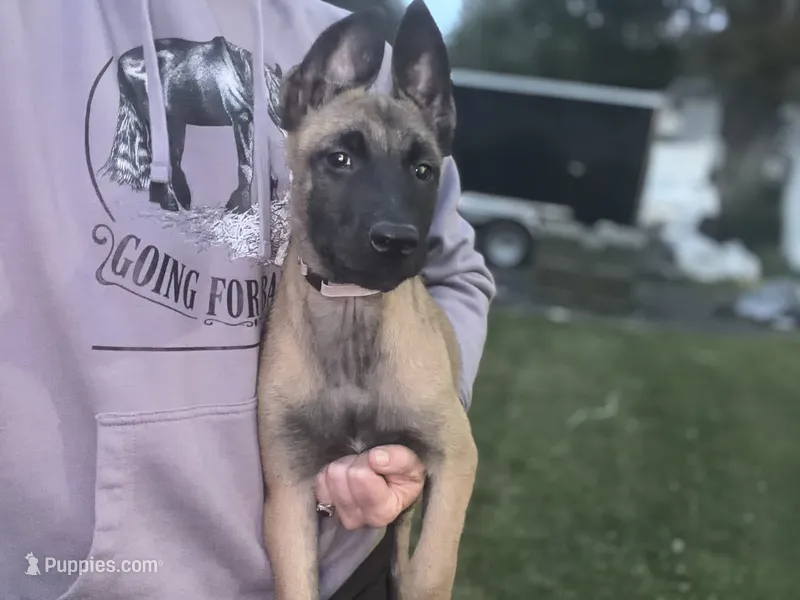 Lavender Collar Female – Belgian Malinois puppy for sale in North Brookfield, MA