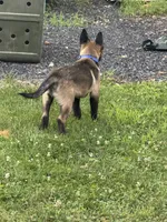 Atlas - Royal Collar , a male Belgian Malinois for sale in North Brookfield, MA – 8 of 9