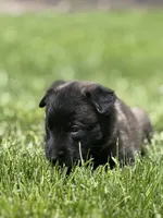 Dark Orange Female, a female Belgian Malinois for sale in North Brookfield, MA – 6 of 8