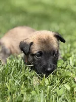 Light Orange Male, a male Belgian Malinois for sale in North Brookfield, MA – 10 of 10