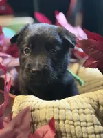 Mint Collar Male, a male Belgian Shepherd Dog for sale in North Brookfield, MA – 1 of 4