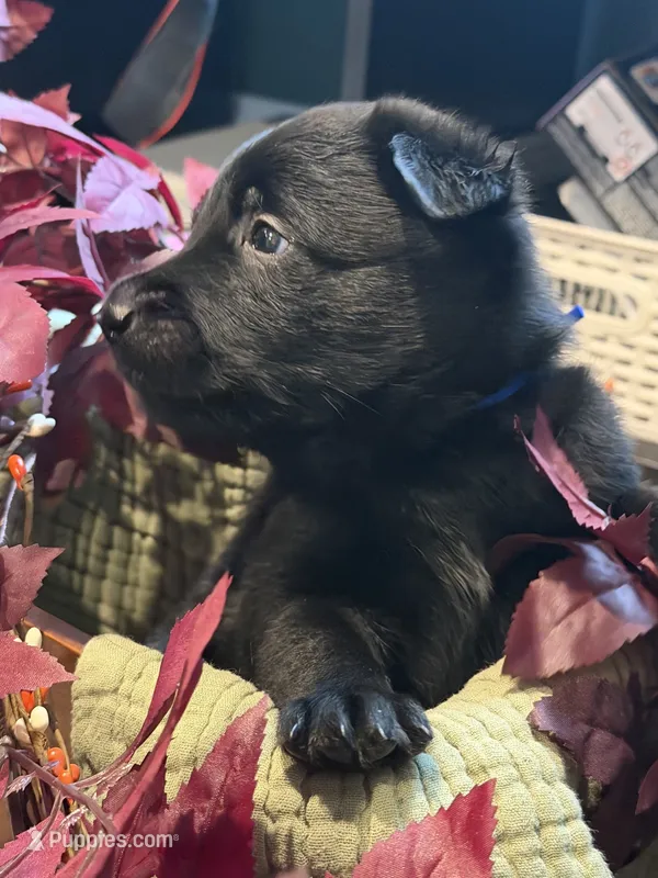 Maroon Collar Male – Belgian Shepherd Dog puppy for sale in North Brookfield, MA