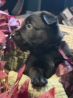 Maroon Collar Male, a male Belgian Shepherd Dog for sale in North Brookfield, MA – 1 of 6