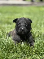 Black Collar Female, a female Belgian Malinois for sale in North Brookfield, MA – 7 of 10